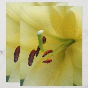 Fleur Lily Jaune Fermer Papier à papier à scandale