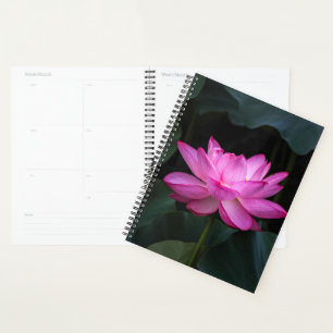 Fleur Lotus