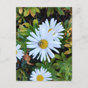 Fleur marguerite blanche avec carte postale d'abei