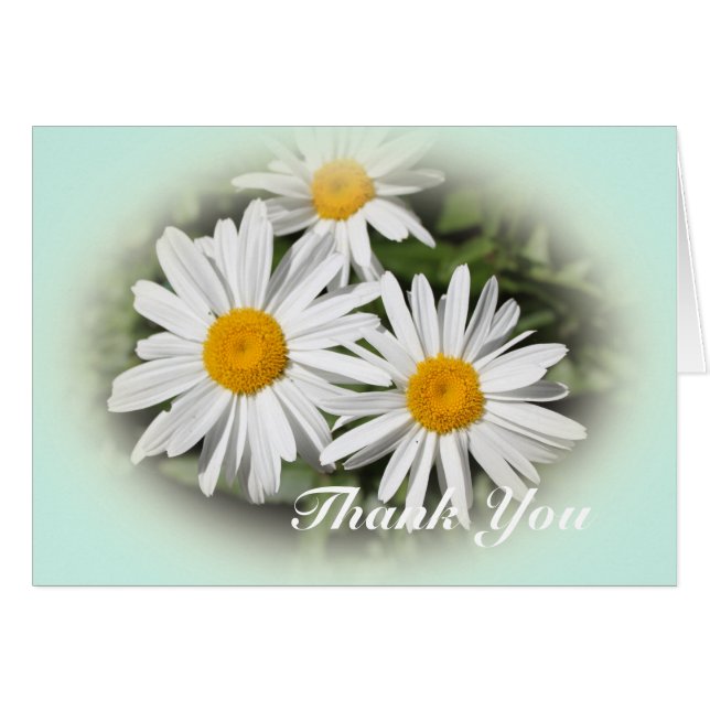 fleur marguerite blanche sauvage merci (Devant horizontal)