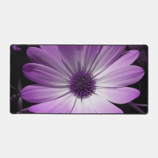 Fleur marguerite violette (Recto)