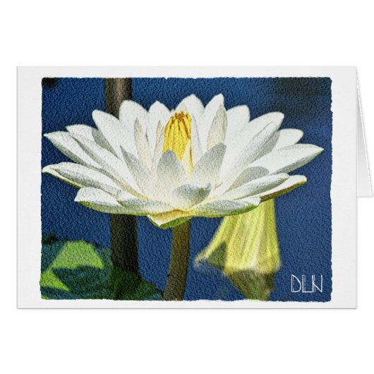 Fleur Nénuphar blanche/Art Floral/ (Devant Horizontal)