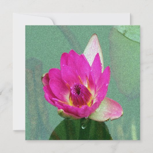 fleur nénuphar rose blanc invitation (Devant)