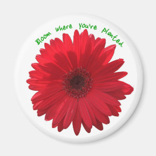 Fleur où vous êtes aimant planté