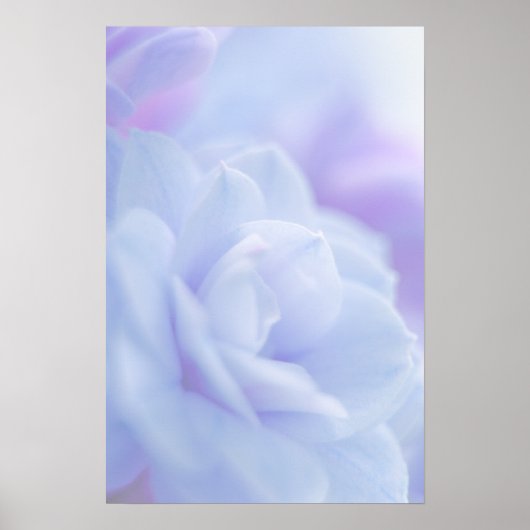 Fleur pastel bleu ... affiche (Devant)