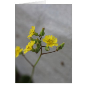 Fleur petite jaune #3