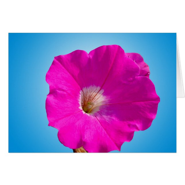fleur pétunia rose en bleu. (Devant horizontal)