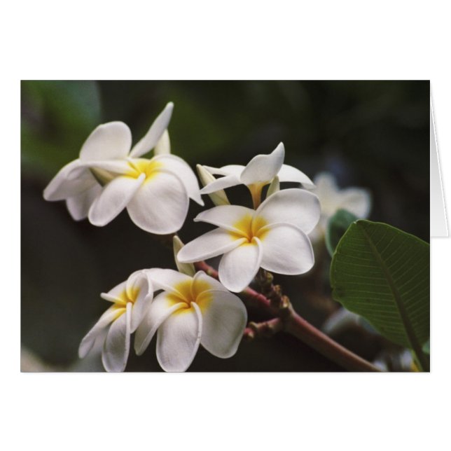 Fleur Plumeria (Devant horizontal)