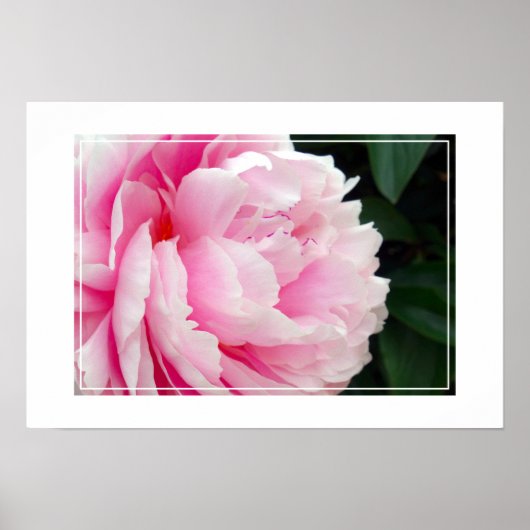 Fleur Poster Peony (Devant)