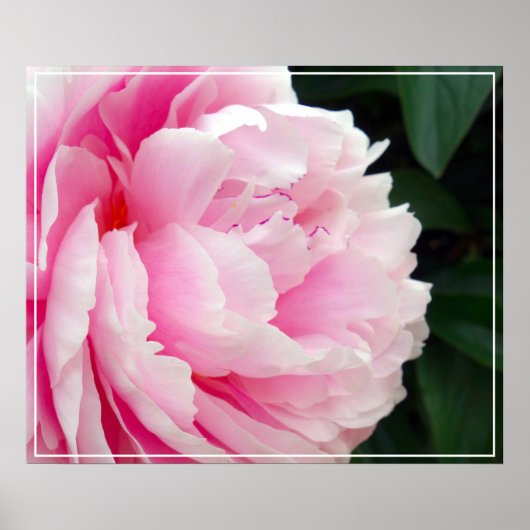 Fleur Poster Peony (Devant)