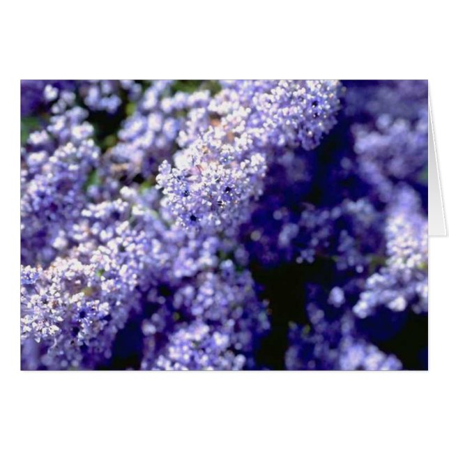 Fleur pourpre (Devant horizontal)