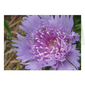 Fleur pourpre