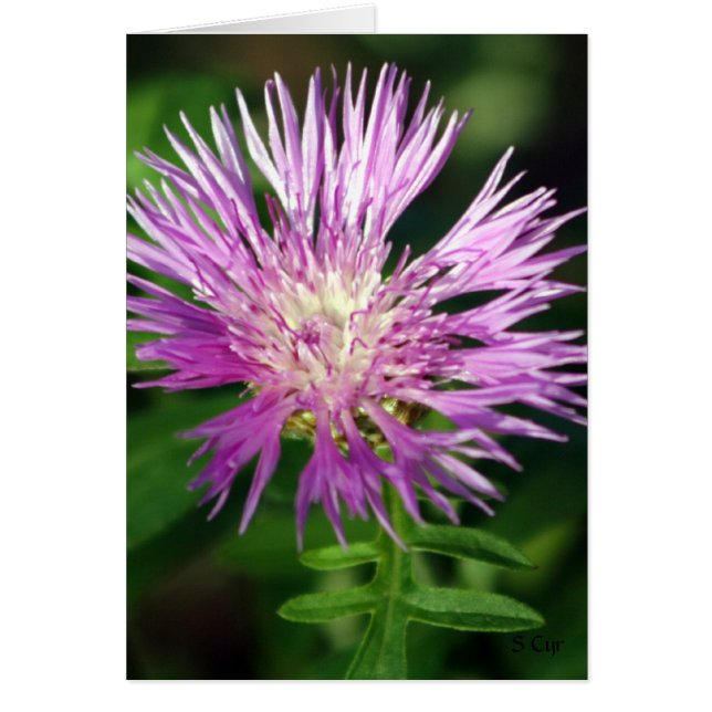 Fleur pourpre, S Cyr (Devant)