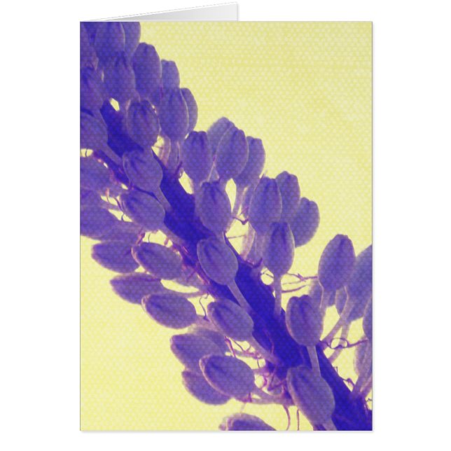 Fleur pourpre sur le jaune (Devant)
