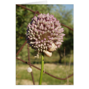 Fleur ronde violette