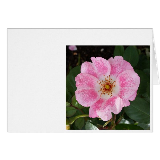 fleur rose à l'ombre (Devant horizontal)