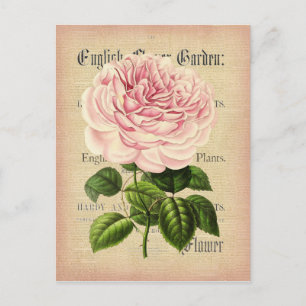 Fleur rose Carte postale fleurie féminine vintage
