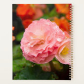 Fleur rose délicate après la pluie (Dos)