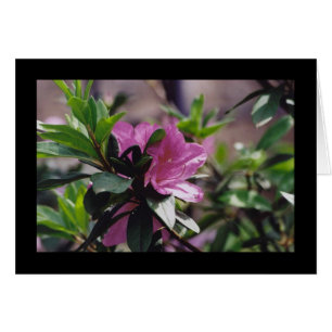 Fleur rose lumineuse