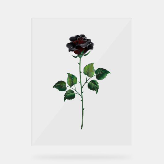 Fleur rose noire (Recto)