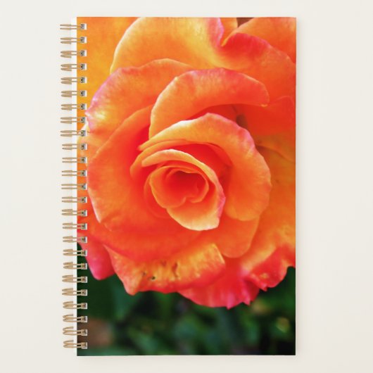 Fleur rose orange (Devant)