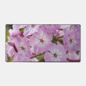 Fleur rose Phlox, Photographie canadienne (Recto)