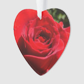 Fleur rose rouge vif Belle florale (devant)