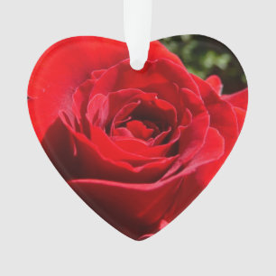 Fleur rose rouge vif Belle florale