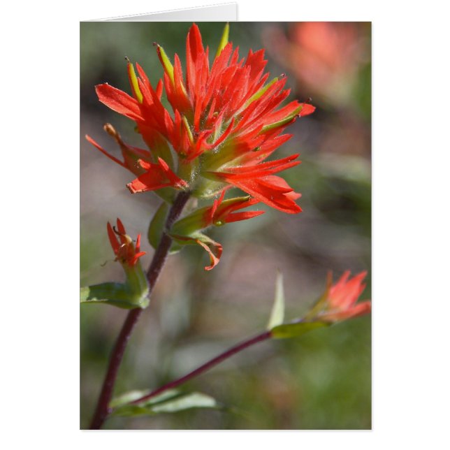 Fleur rouge de pinceau indien (Devant)