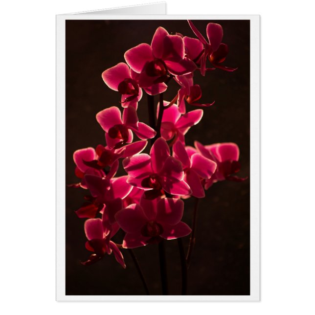 Fleur rouge orchidée (Devant)