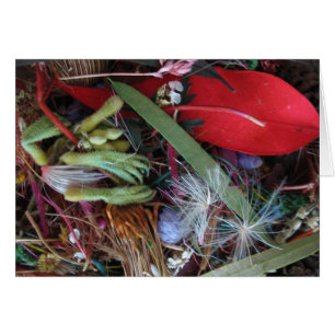 Fleur sauvage australien