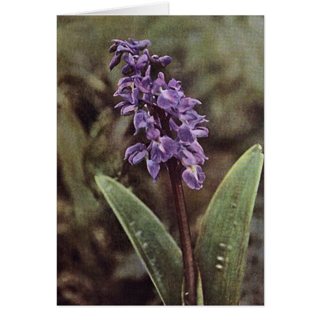 Fleur sauvage : Carte d'orchidées violettes précoc (Devant)