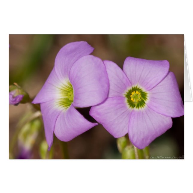Fleur sauvage - Cartes Oxalis roses (Devant horizontal)