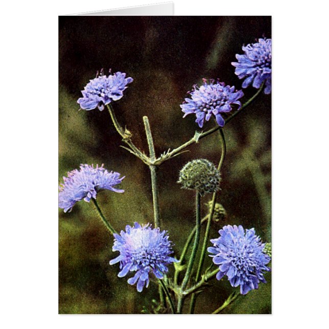 Fleur sauvage : Champ Scabious (Devant)