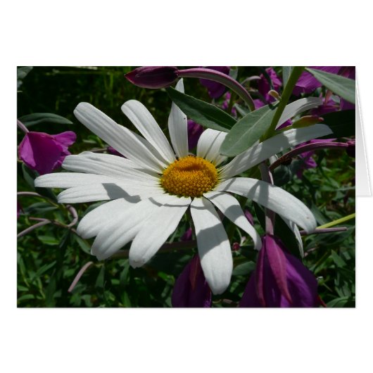 Fleur sauvage Daisy et Fireweed (Devant horizontal)