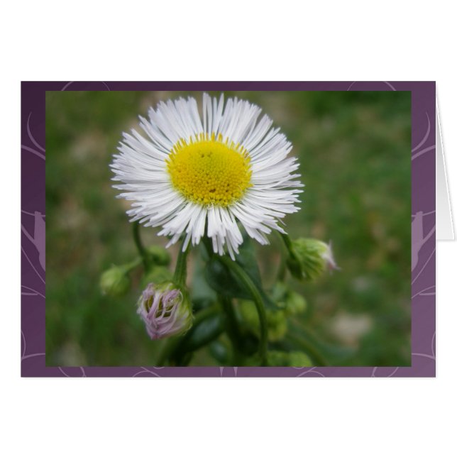 Fleur sauvage Daisy Fleabane (Devant horizontal)
