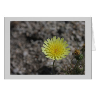 Fleur sauvage du désert jaune