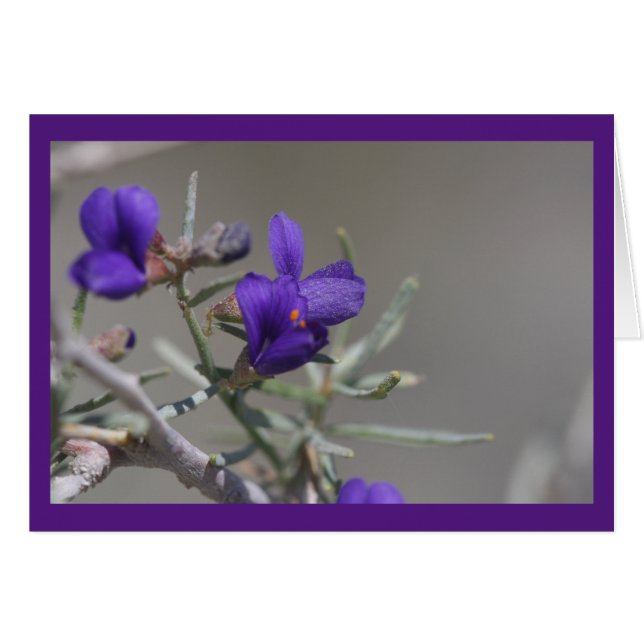 Fleur sauvage du désert pourpre (Devant horizontal)