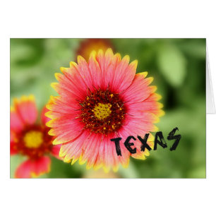 Fleur sauvage du Texas