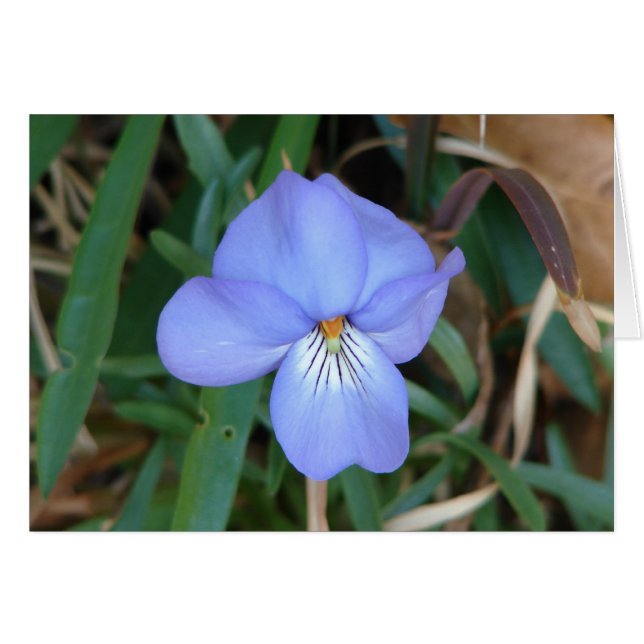 Fleur sauvage Oiseaux-Pied Violet IV sources therm (Devant horizontal)