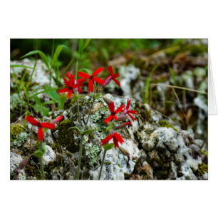 Fleur sauvage rouge sur la roche