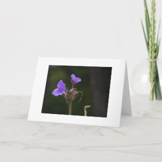 Fleur sauvage Tradescantie violette Carte vierge