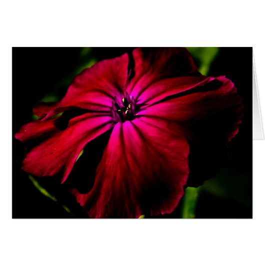 Fleur sauvage violette gccnm (Devant horizontal)