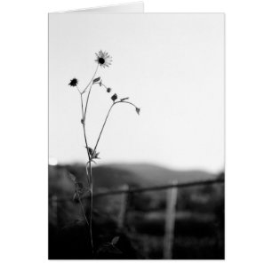 Fleur Solo