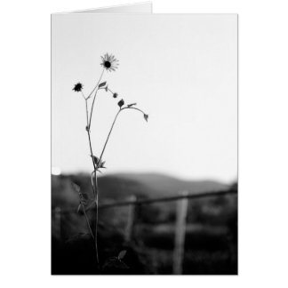 Fleur Solo