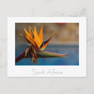 Fleur Strelitzia Afrique du Sud Carte postale Natu