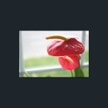 Fleur tropicale d'Anthurium rouge sur toile envelo<br><div class="desc">La lumière du soleil danse dans cette magnifique anthurium fleurie qui se dresse près d'une fenêtre. La couleur rouge et verte vibrante de cette fleur en forme de coeur capte l'attention du spectateur.</div>