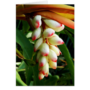 Fleur tropicale exotique luxuriante