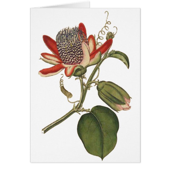 Fleur vintage Passion (Devant)