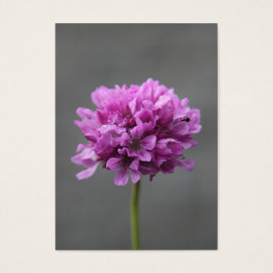 fleur violette avec fourmi